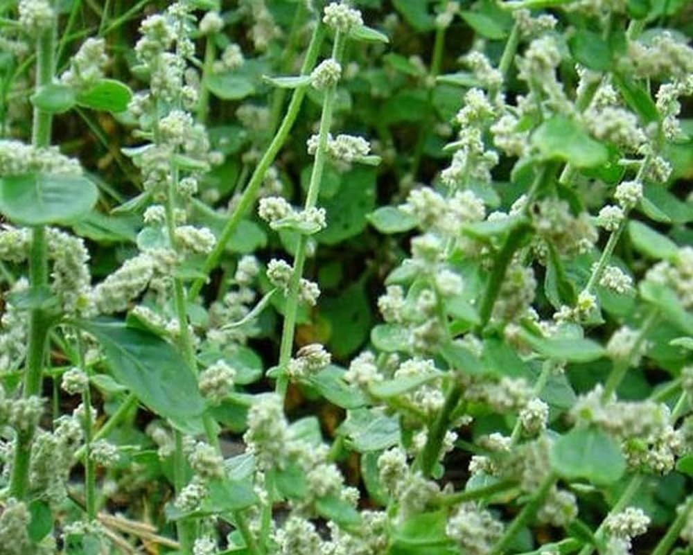 ‘dasapushpam’ the ten medicinal flowers of kerala