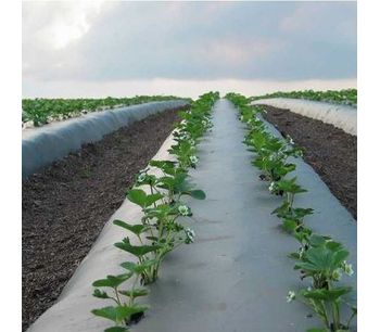 plastic-mulching-for-perfect-cropping