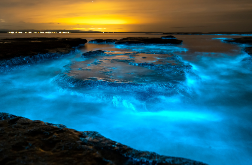 bioluminescence-natures-wonderful-feast-for-the-eyes
