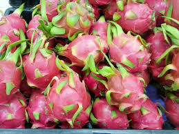 dragon fruit a cactus fruit easy to grow and delicious to taste