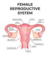 menstruation it is just a physiological process...