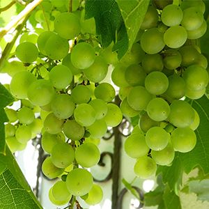 grow grapes on your terrace