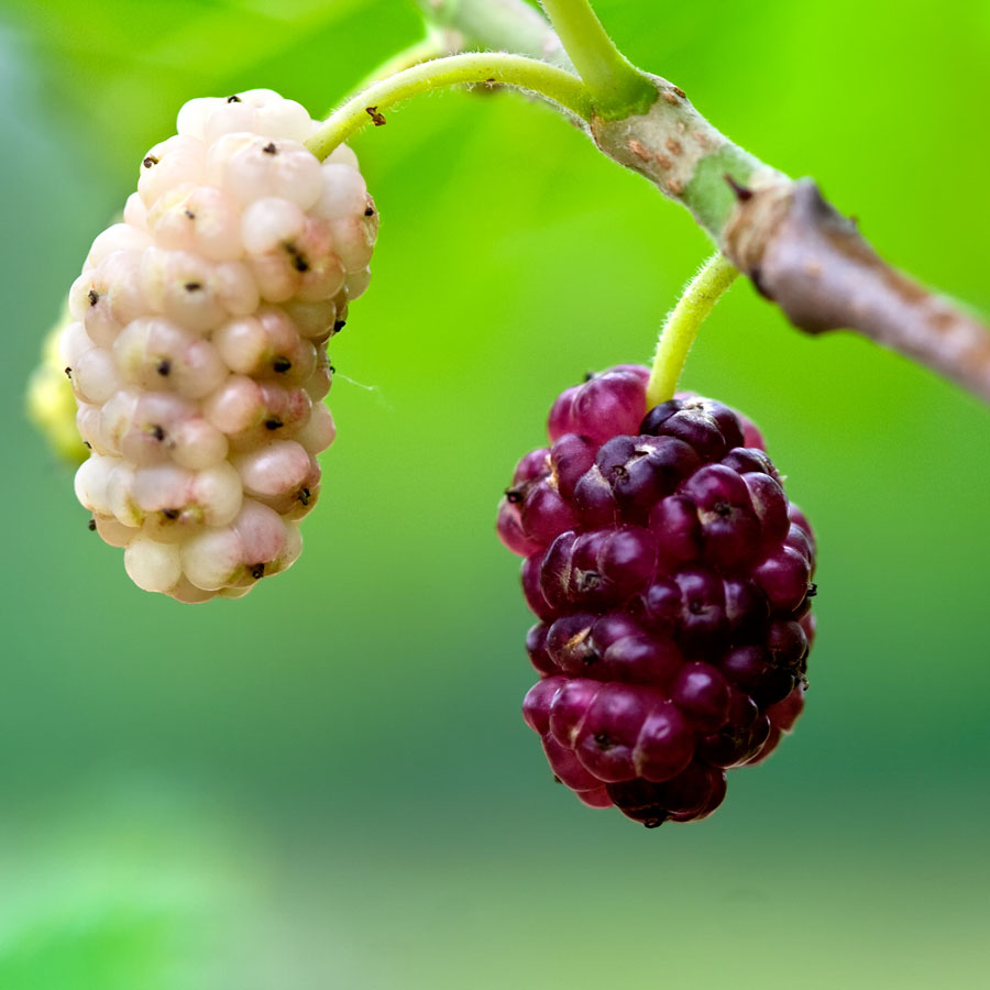 mulberry fruit with multiple value