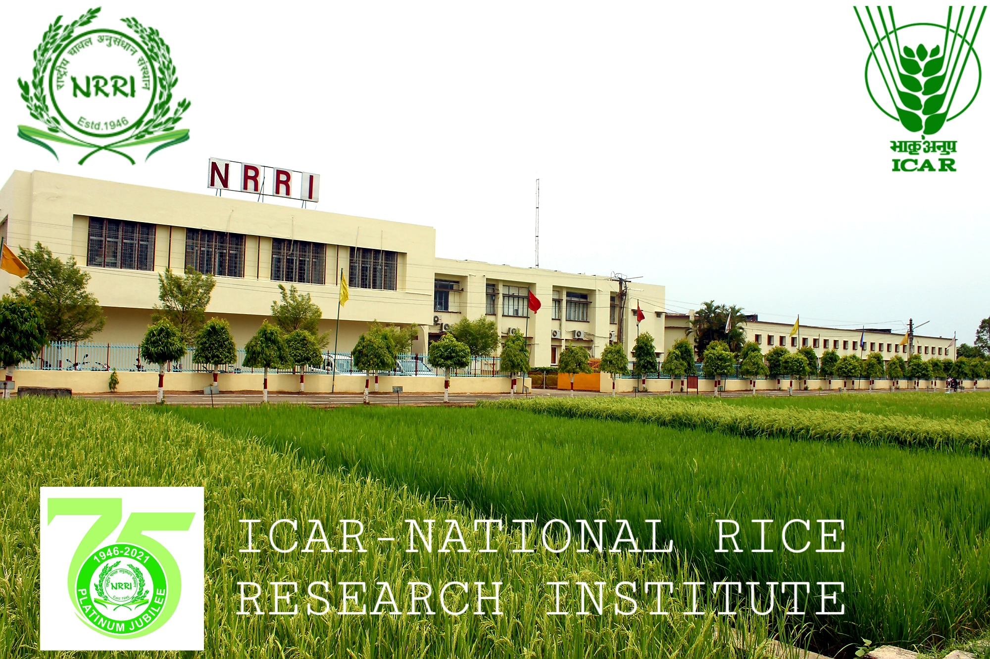 icar - national rice research institute (nrri)