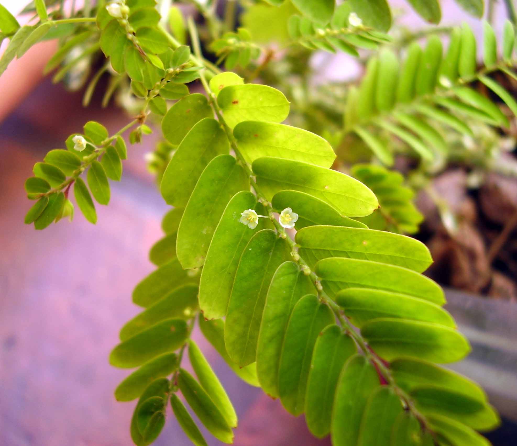 phyllanthus niruri (keezharnelli), the wonder herb