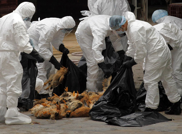 h5n1 avian flu: what is it and how can you prevent it?