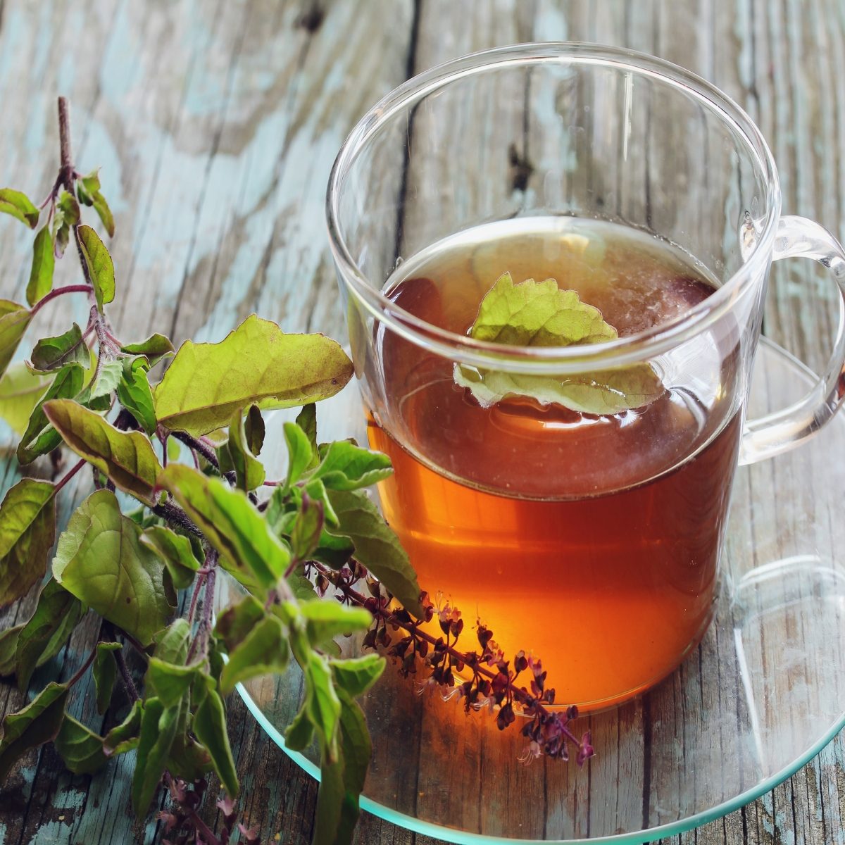 sip a cup of tulsi tea ‘elixir of life’