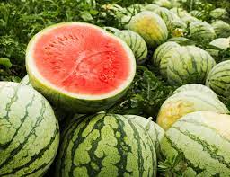 watermelon sweetens farmers' life