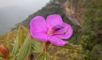 cherry blossoms in india: cherry blossoms in india: 