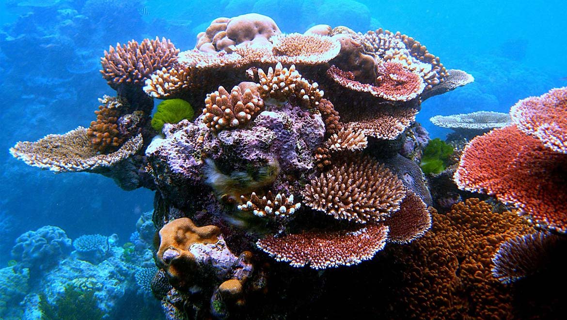 coral reefs under the shadow of extinction