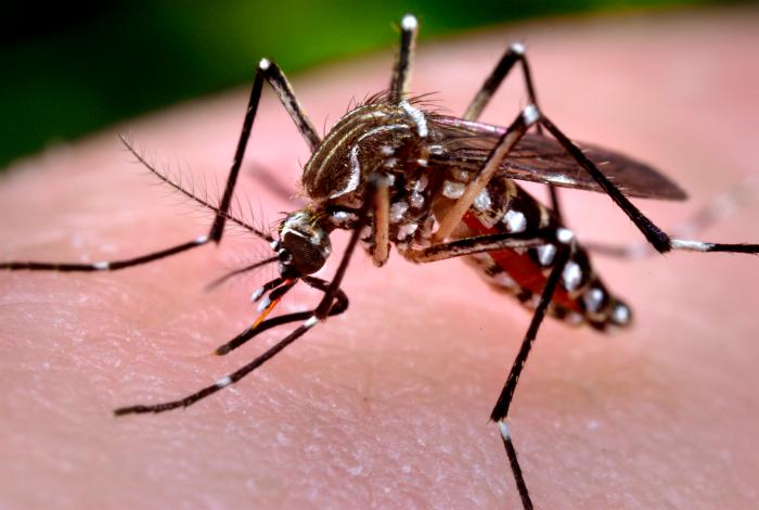 dengue the monster disease
