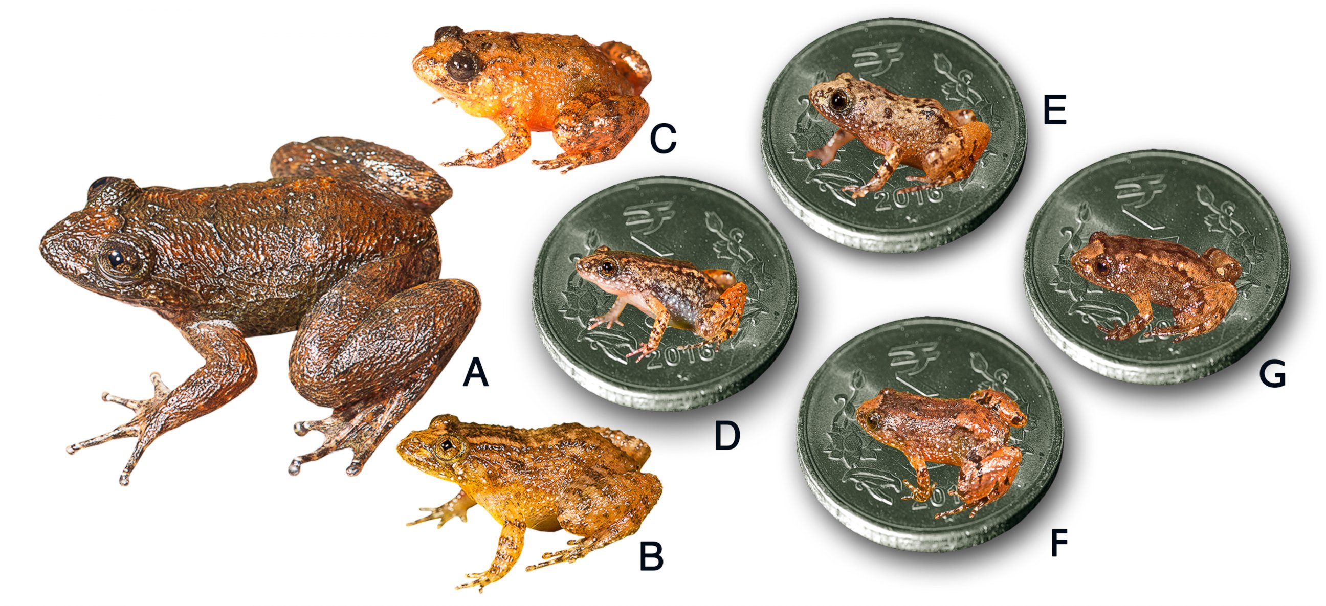 meet the mini frogs of madagascar, brazil and india