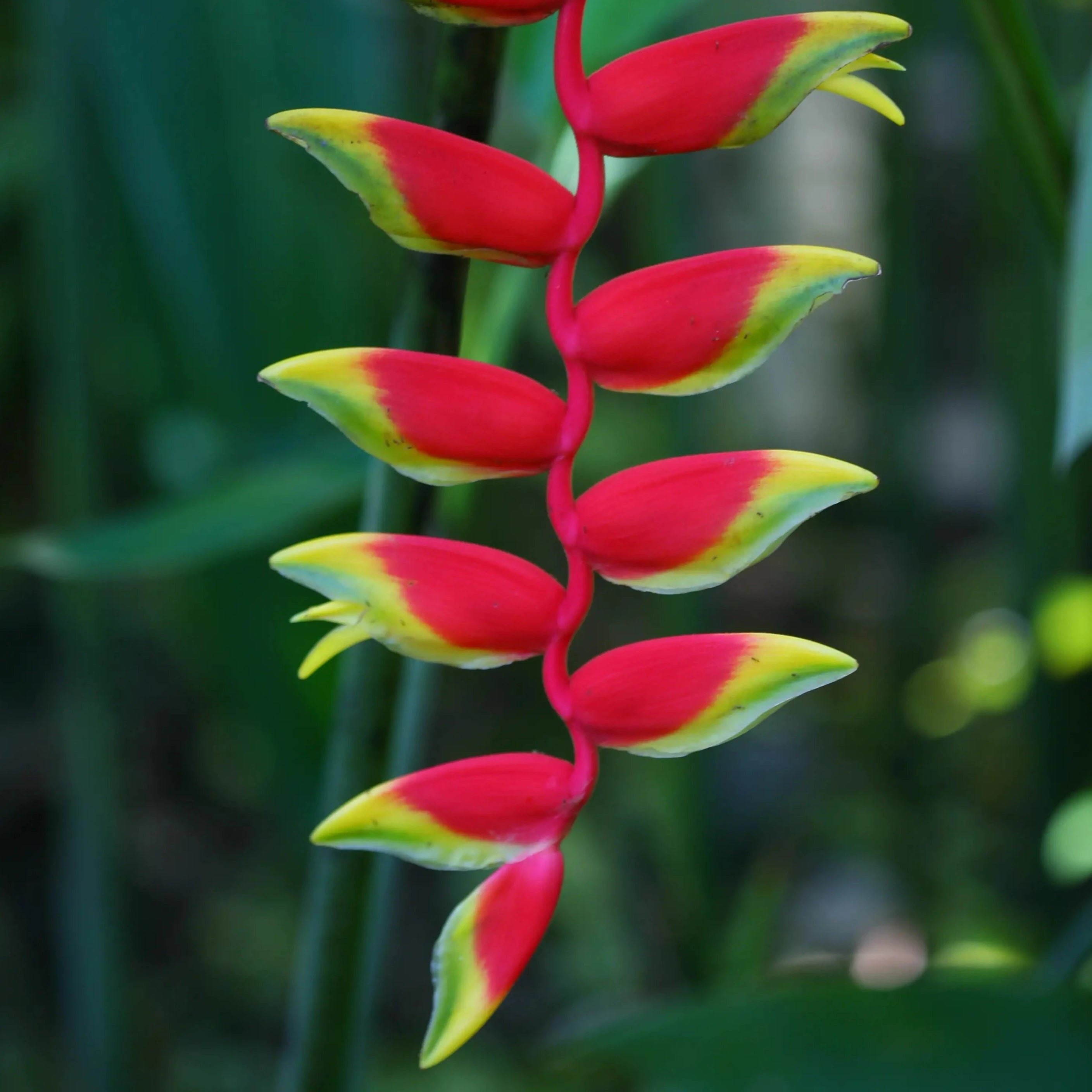 star of stage shows heliconia