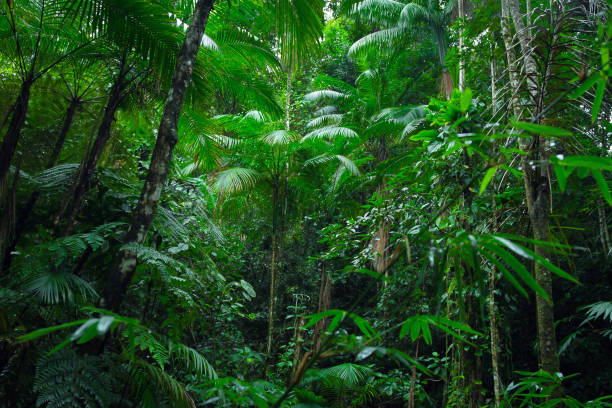 nature’s pharmacy a journey through amazon jungles