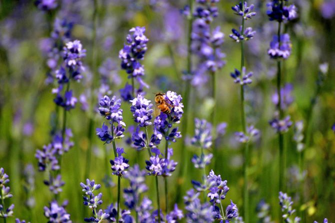 lavender the pride of kashmir