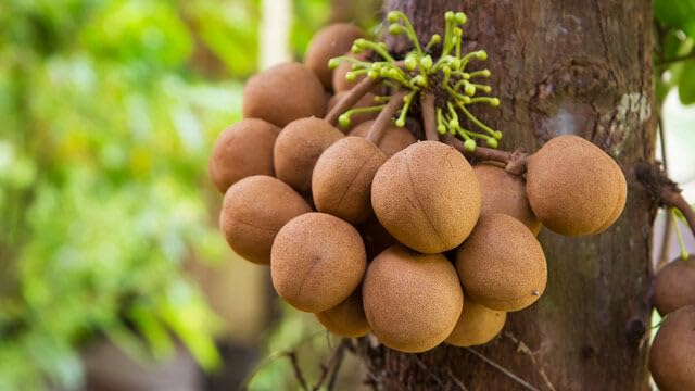 kepel - the fruit that will make you smell good