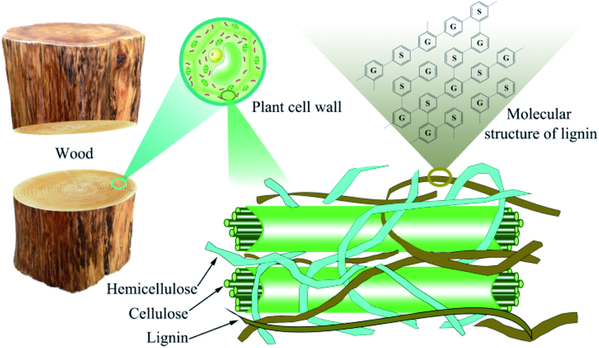 lignin the under-exploited natural material with huge potential 