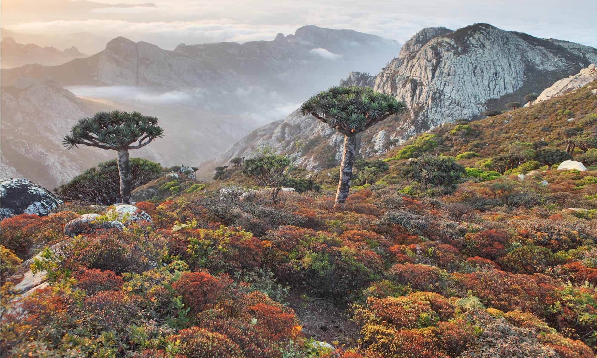 discover the alien charm of socotra