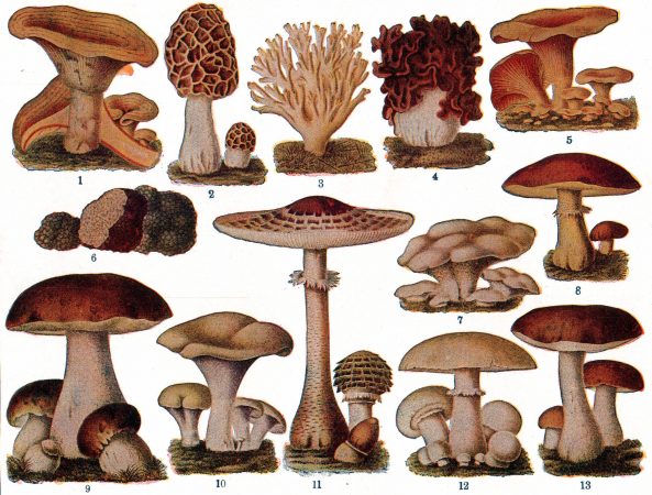 more about mushrooms