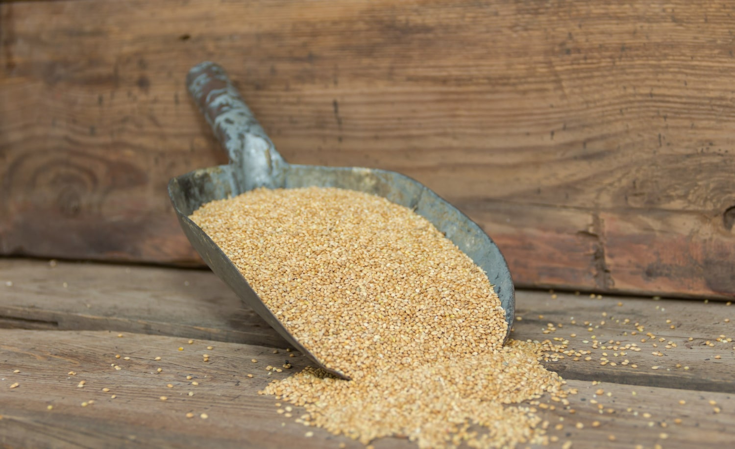 millets-potential-staple-food-in-the-future