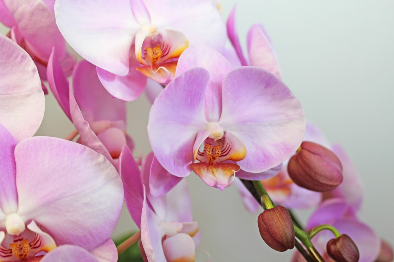the art and science of growing orchids