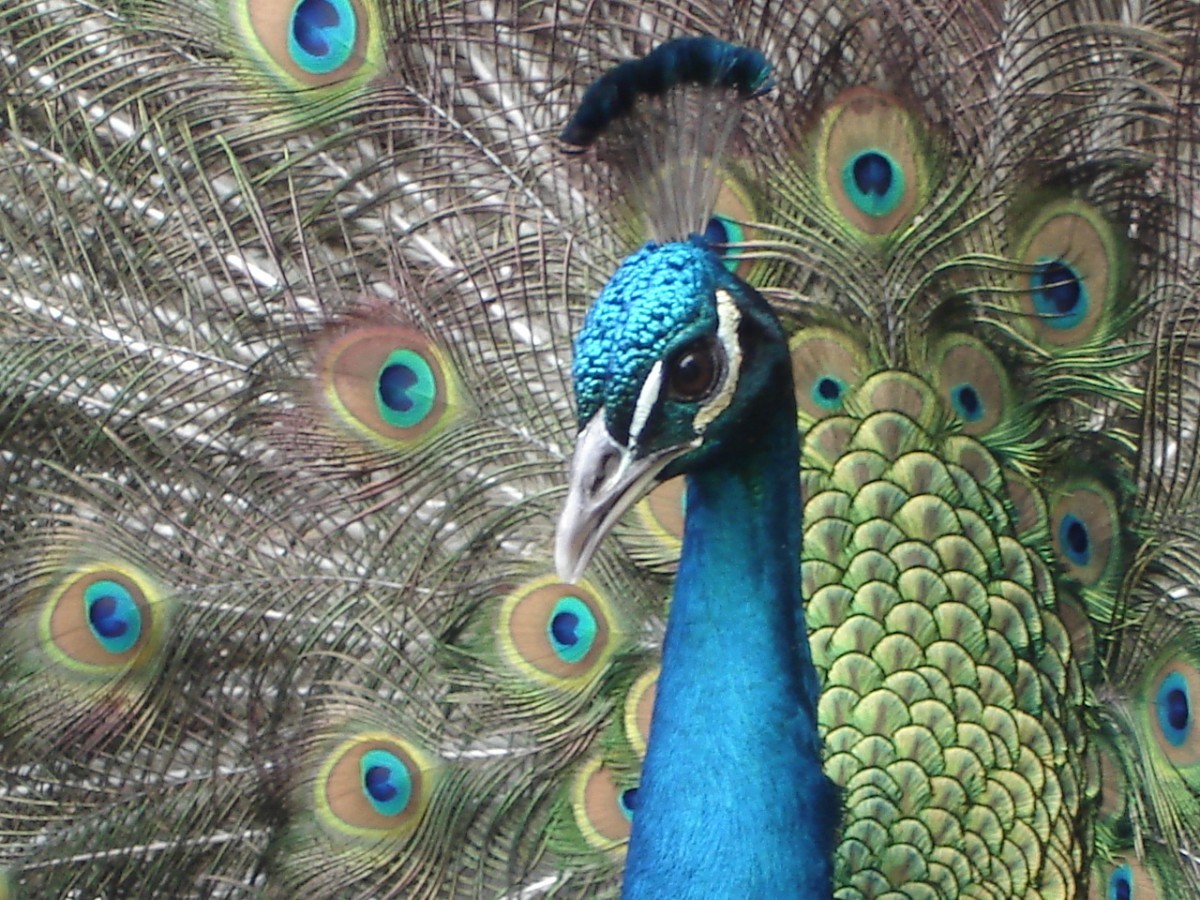 the peacock in the nano age