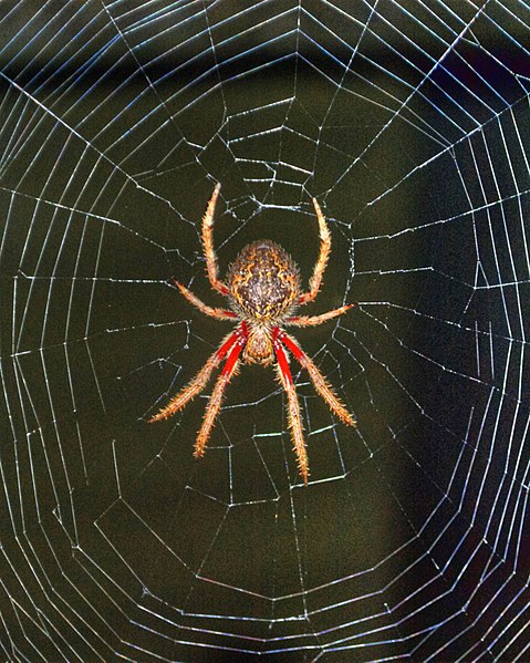 spider web nature’s wonder creation