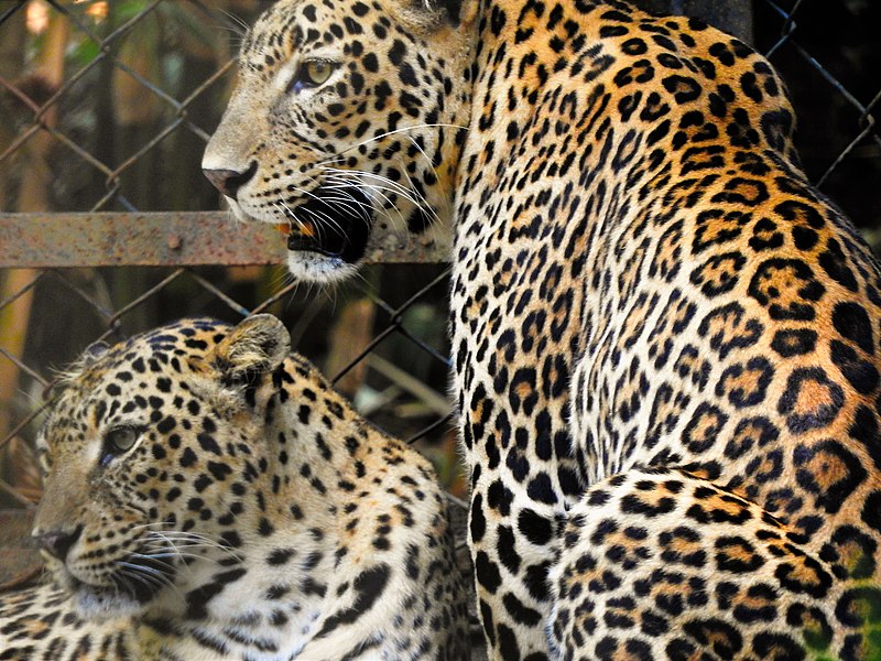 when co-existing with leopards became a reality in mumbai
