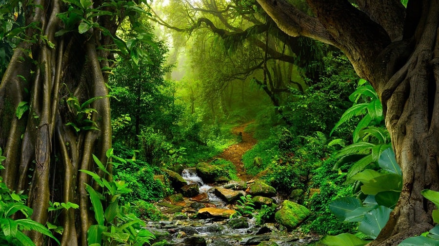 natures-pharmacy-a-journey-through-amazon-jungles