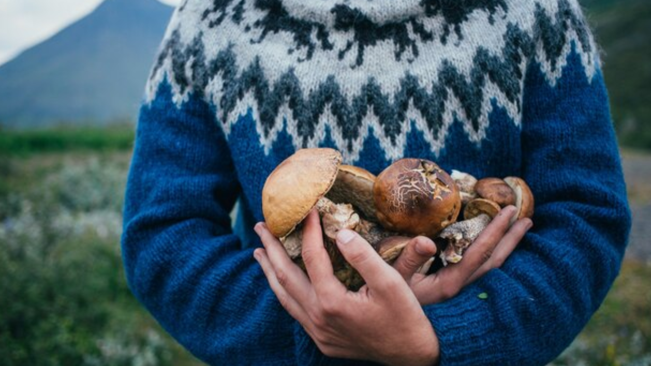 mushroom-cultivation-a-potential-entrepreneurship